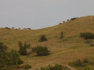 Horses on a hill