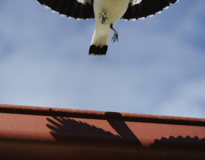 MAGPIE SHADOW ON GUTTER