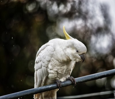 Mr GRUBBY on a rainy Saturday