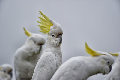 Sulphur crested cockatoo taking observations from our clothes line.