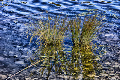 JUST REEDS IN THE WOLLONDILLY RIVER BELOW THE MARSDEN WEIR