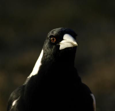 Magpie