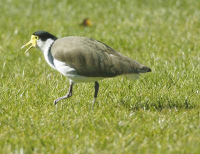 Plover copy.jpg