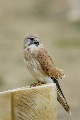 kestrel copy DSC_0015 copy.jpg