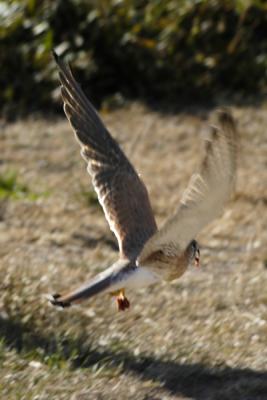 KESTREL ON THE WING WITH SOME GOODIES TO EAT