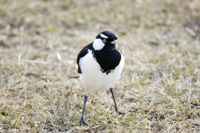 NICE WHITE CHEST FEATHERS ON THIS PEE WEE