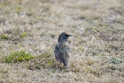 NICE MOTTLED FEATHERS ON THIS COMMON STARLING