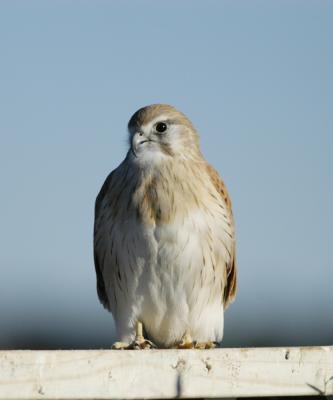 A YOUNG NANKEEN KESTREL