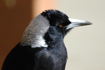 A YOUNG MAGPIE