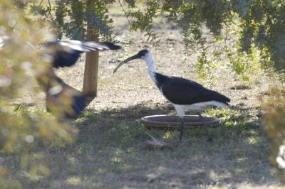 BOMBED BY A MAGPIE.