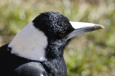 DIRTY BEAKED MAGPIE