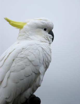 SULPHUR CRESTED COCKATOO