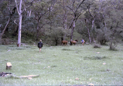 TWO FOUR LEGGED OBSERVERS