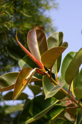 IMGP0475.jpg