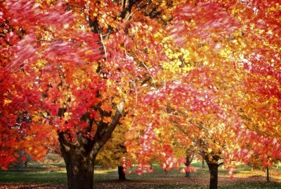 Arboretum Autumn Leaves in the Wind