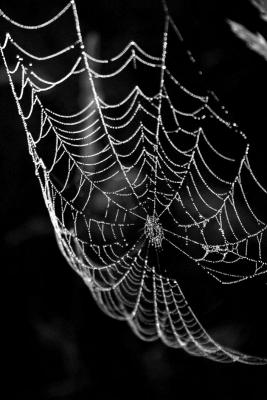 Spider Web Dew Shot