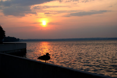 Lake Monona Duck