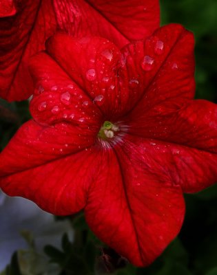 Morning Walk - Red Flower