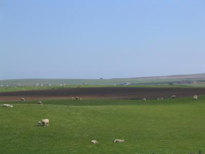 Sheep at Minehowe, Orkney