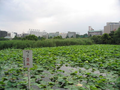 Shinobazu Pond, Ueno Park, Tokyo