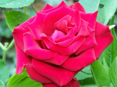 Yolanda's Rose