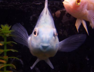 Smiling Blue Parrot Fish