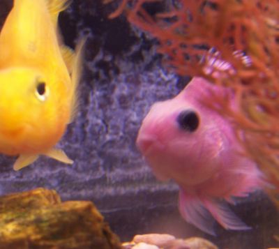 Parrot Fishies