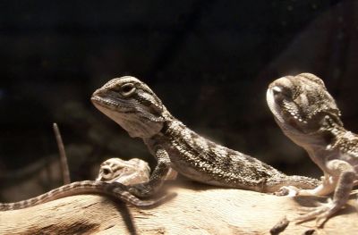 Bearded Lizards