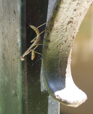 Micro Mantis