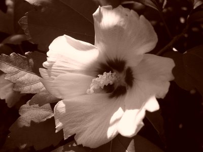 Rose of Sharon