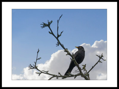 Blackbird 2.jpg