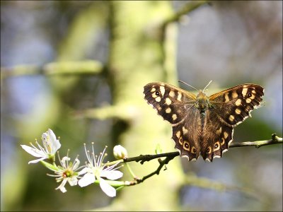 Speckled Wood Butterfly.jpg