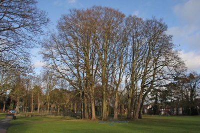 Winter Trees