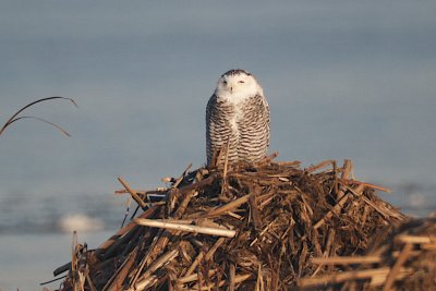 Snowy Owls