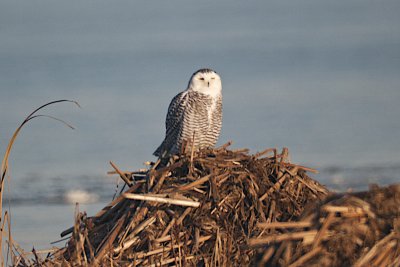 Snowy Owls 037.jpg