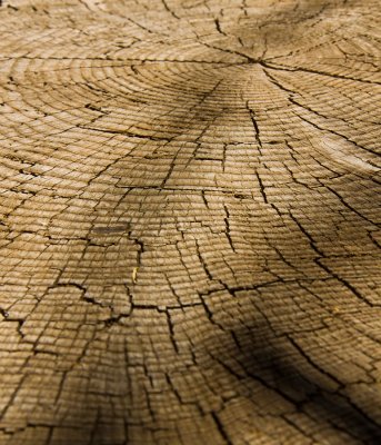 Tree Rings