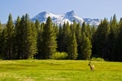 deer