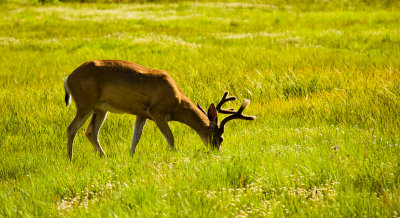 deer