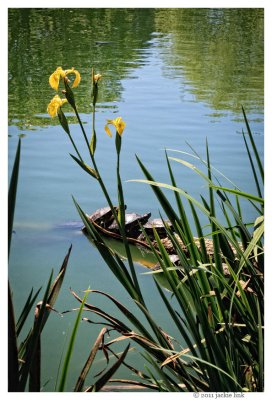 Iris and turtles in Stow Lake .jpg