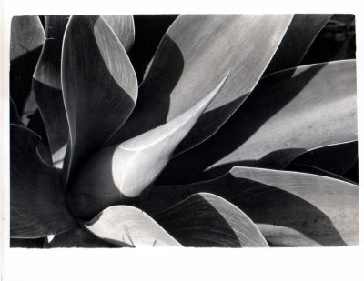 Agave (scanned print)