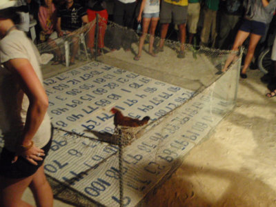 Chicken_Drop-4.jpg