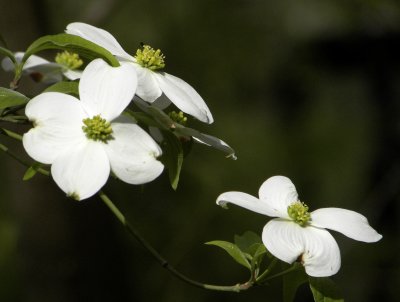 Simple Dogwood Blossoms