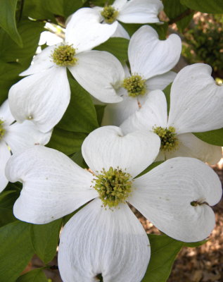 Dogwood