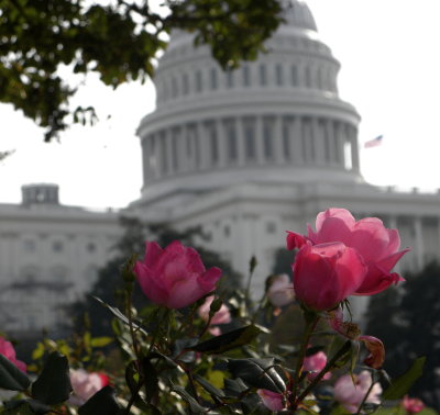 Roses at the Capital Bldg.