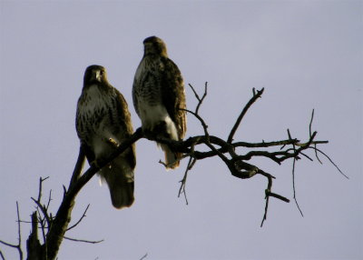 Two Hawks