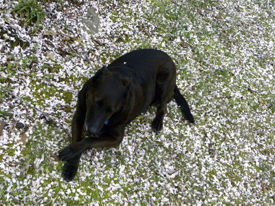 Sherlock in the Cherry Tree blossoms