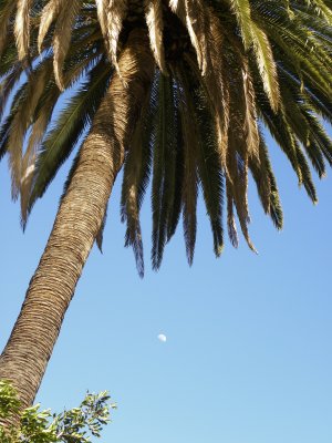 Palm & The Moon