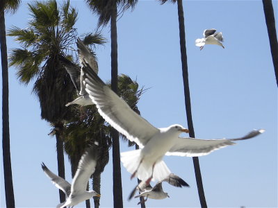Venice Beach Seagulls
