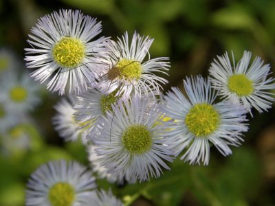 Tiny flowers & tiny spider