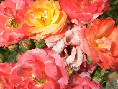 Mrs. Crews' Roses